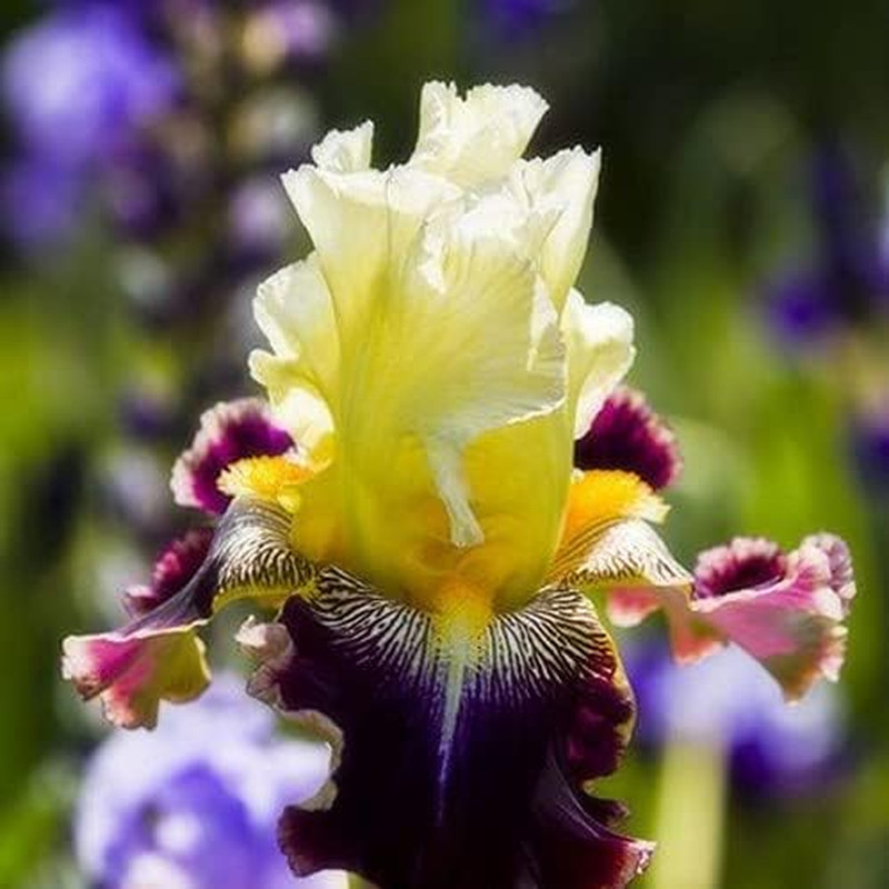 35 Rare Heirloom Iris Seeds – Colorful Mixed Flower Garden Blooms Multi-Variety