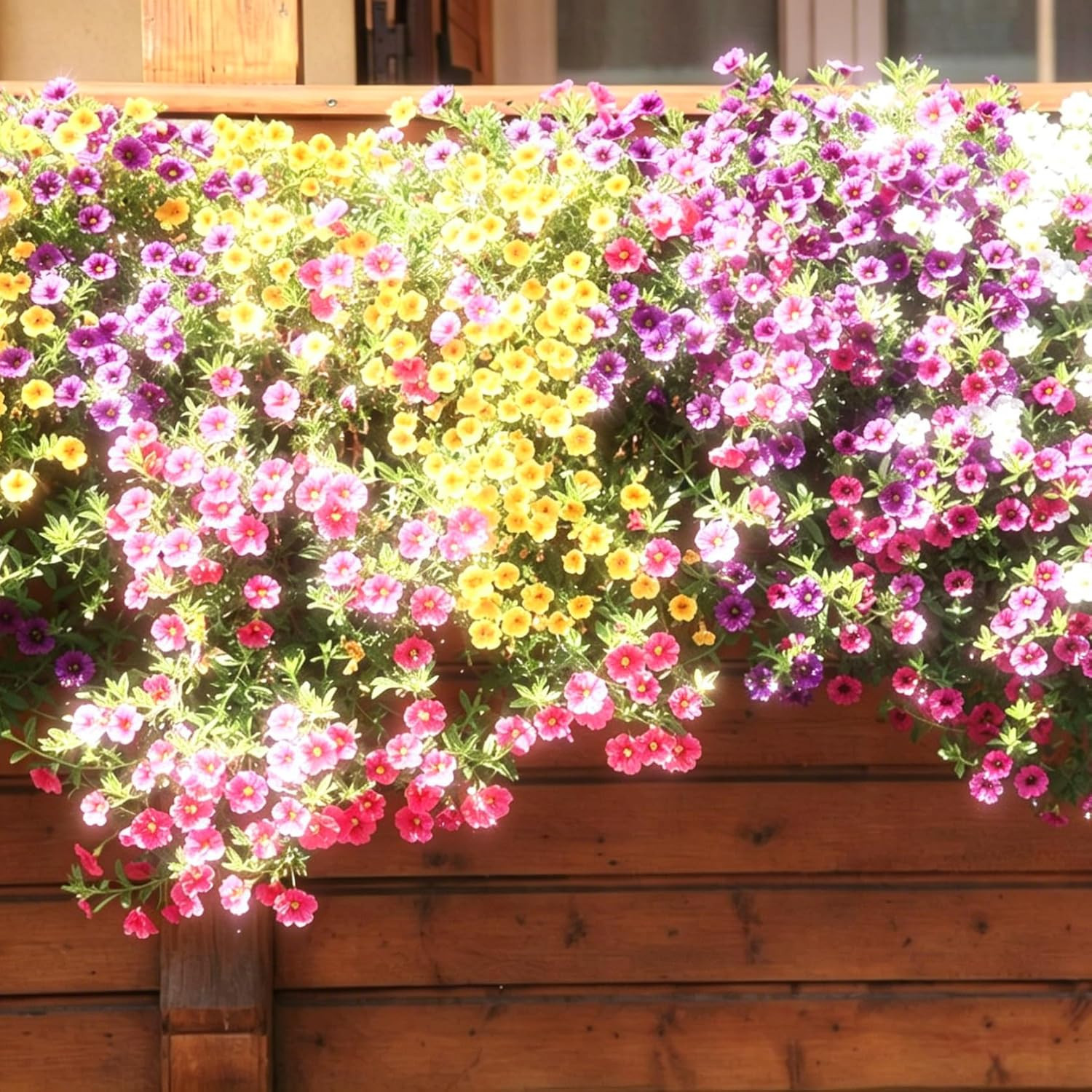 Dwarf Petunia Seeds for Planting, 310+Pcs Perennial Night Sky Black Petunia