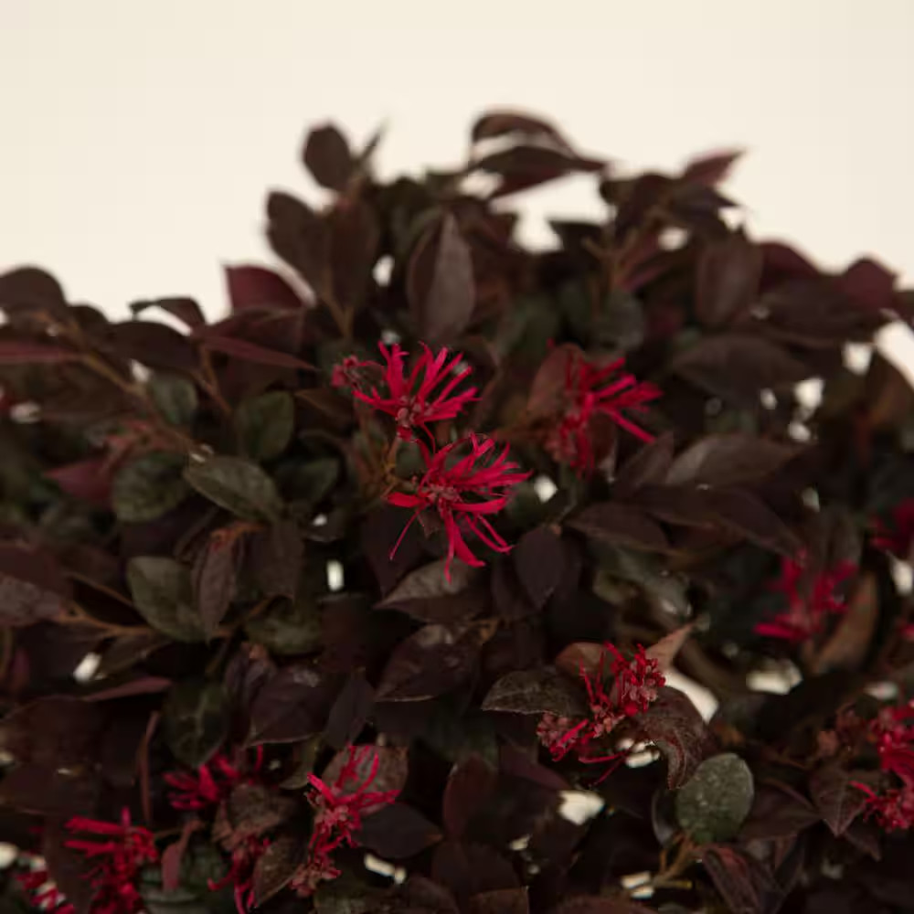 Purple Loropetalum Shrub Evergreen Flowering Bush 2.5 Qt Dwarf Pink Blooms