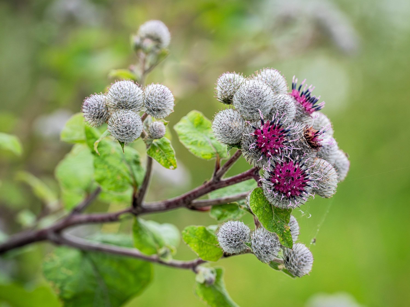 200 Great BURDOCK Arctium Lappa (Edible Burdock Cockle-Button) HERB Flower Seeds