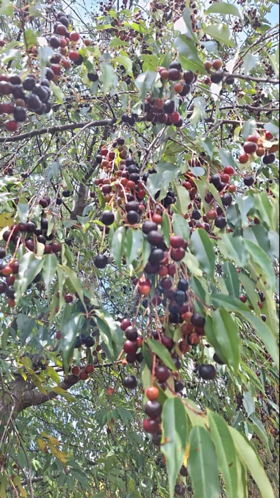 15 (Capulin) Cherry Seeds Prunus serotina 🌳