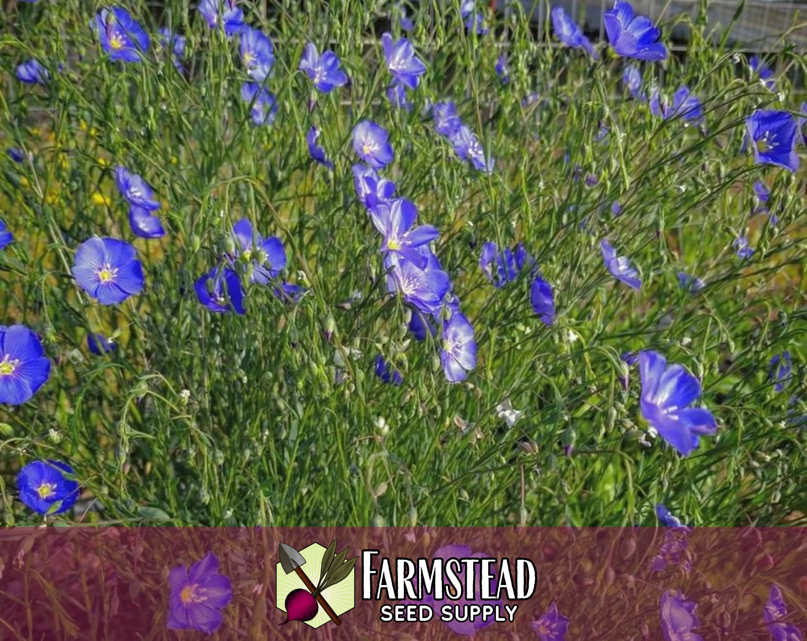 2,000+ Blue Flax Seeds | Flower Gardening, Perennial Wildflower Plant, Linseed