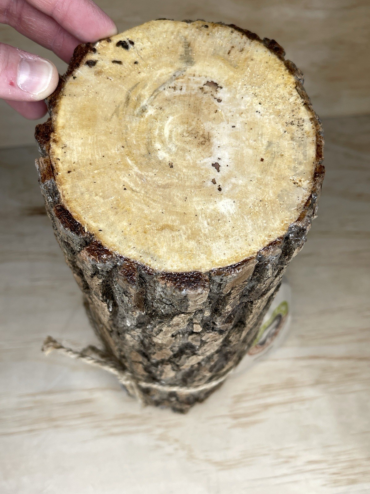 2FUNGUYS 12” MUSHROOM LOG shiitake Brand new never used