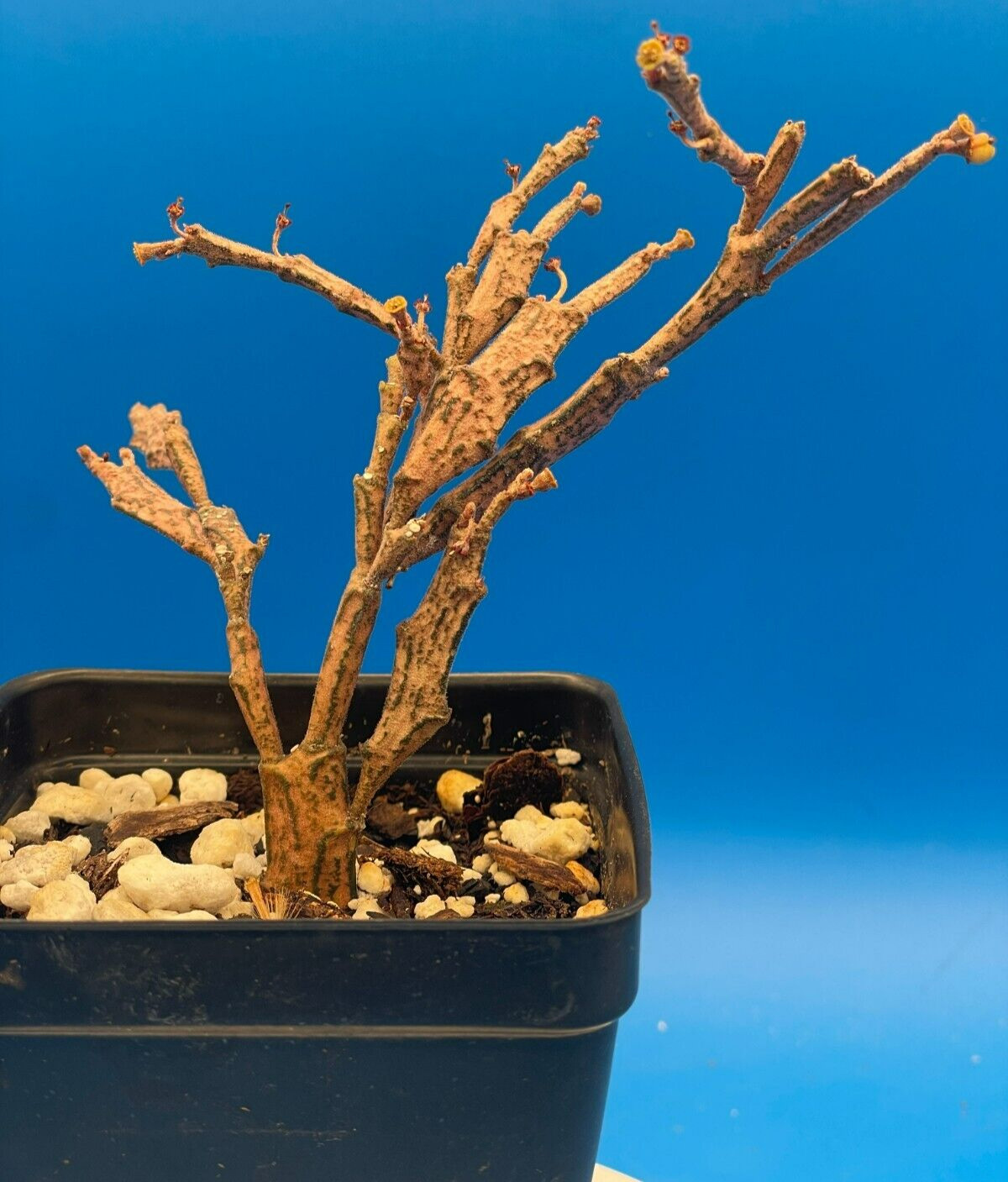 Euphorbia Platyclada Live Plant 3.5″ Pot – Zombie Plant – Haunted Tree Euphorbia