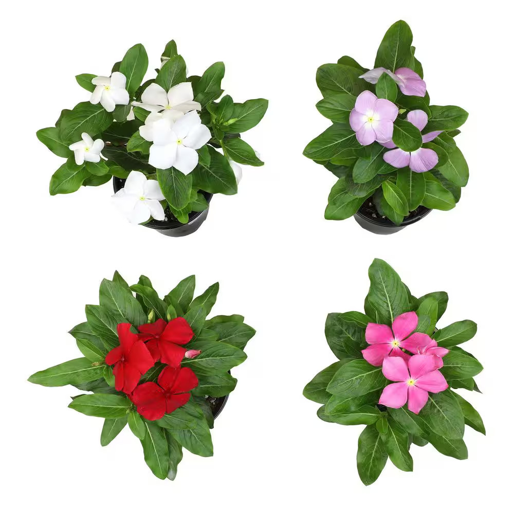 Multicolor Vinca Flowering Garden Plants (4 Pack), Deer Resistant, Colorful Flow