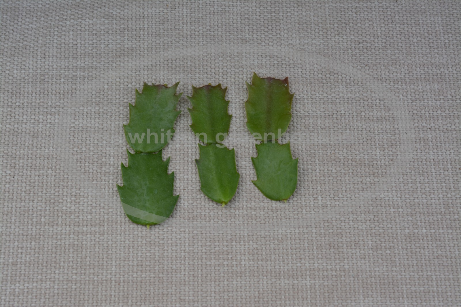 Thanksgiving Cactus – Schlumbergera cuttings select from named varieties