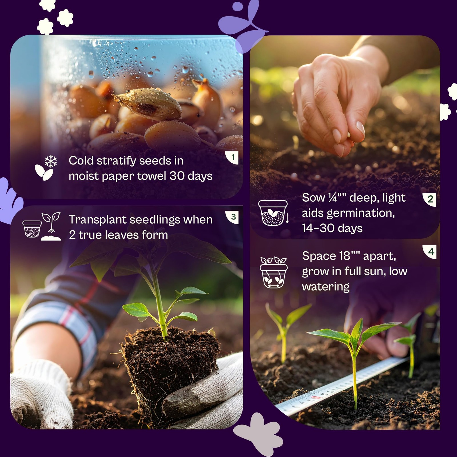 SVI 1500 English Lavender Seeds for Planting (Lavandula angustifolia) – Blue