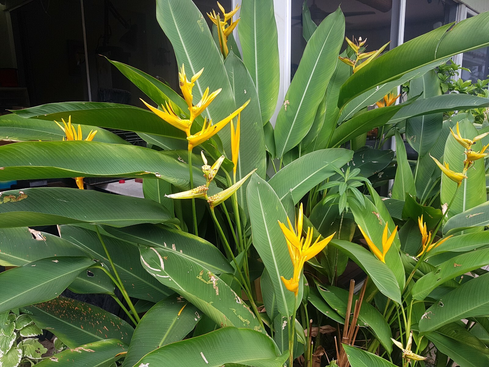 1 Heliconia Golden Torch Adrin Plant – Rhizome for Growing In Garden.