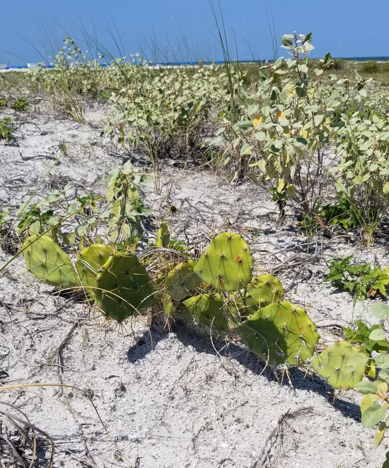 Opuntia Dillenii Beach Prickly Pear Cactus Sand Key Beach FL Pad Cutting (1)
