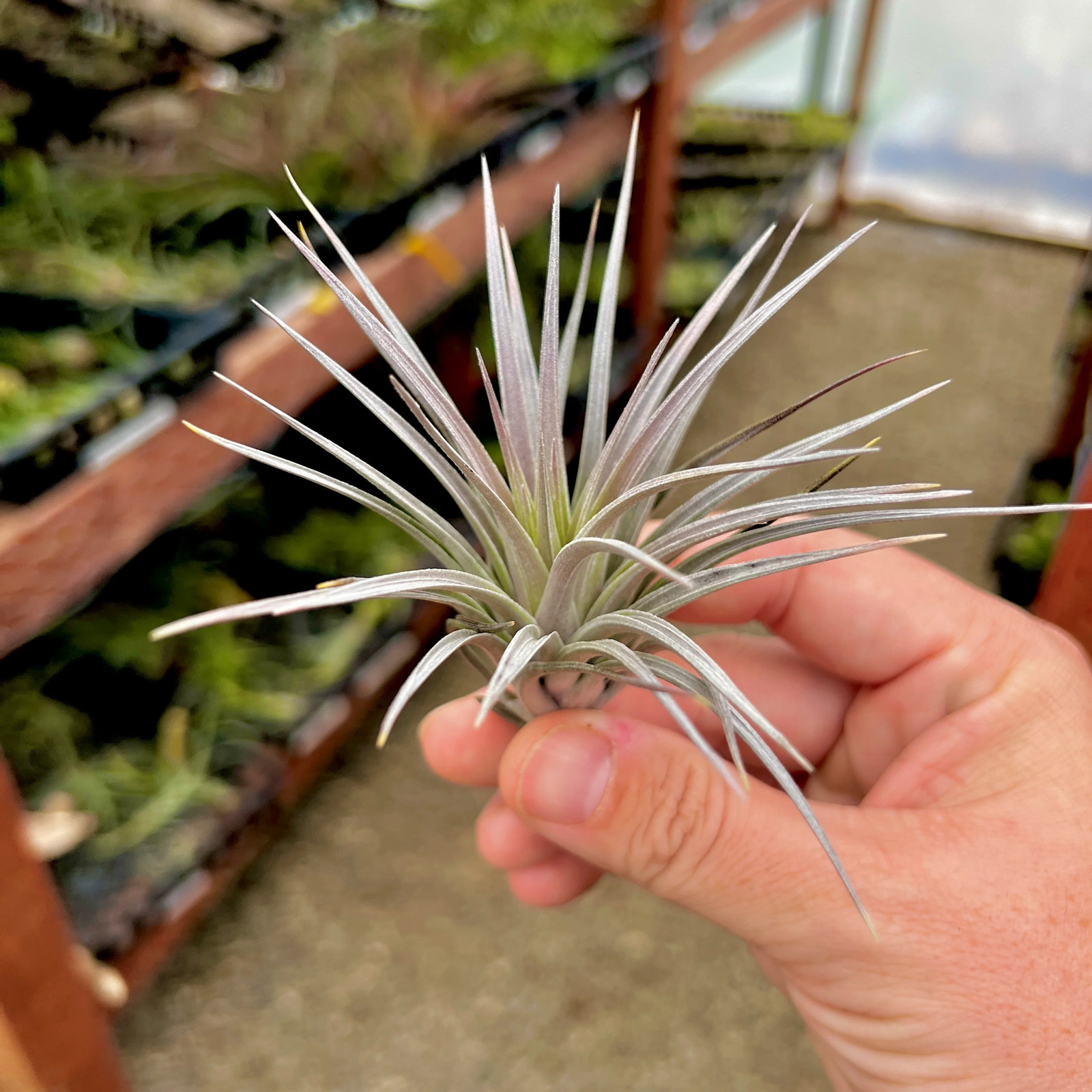 Stricta ‘Purple Haze’ Small Air Plant w/ Natural Light Purple Leaves