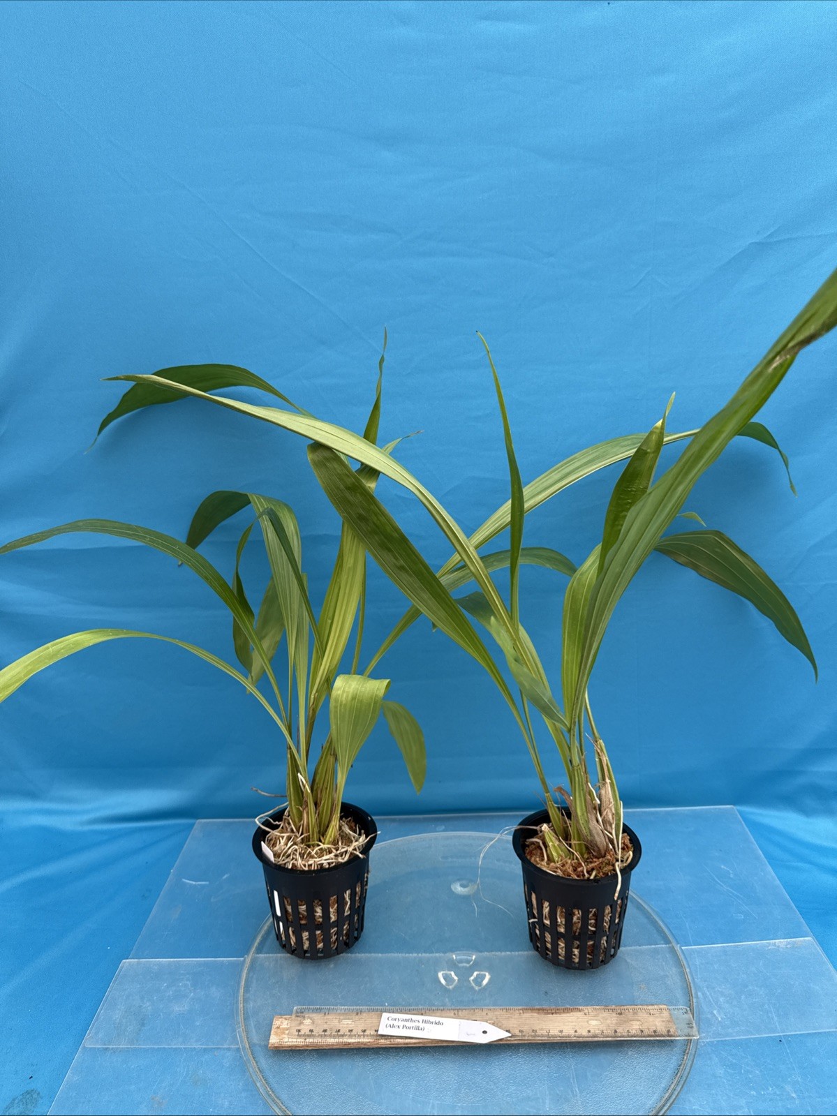 Coryanthes Alex Portilla (speciosa x bergoldii) Fragrant Pendulous Orchid 4” Pot