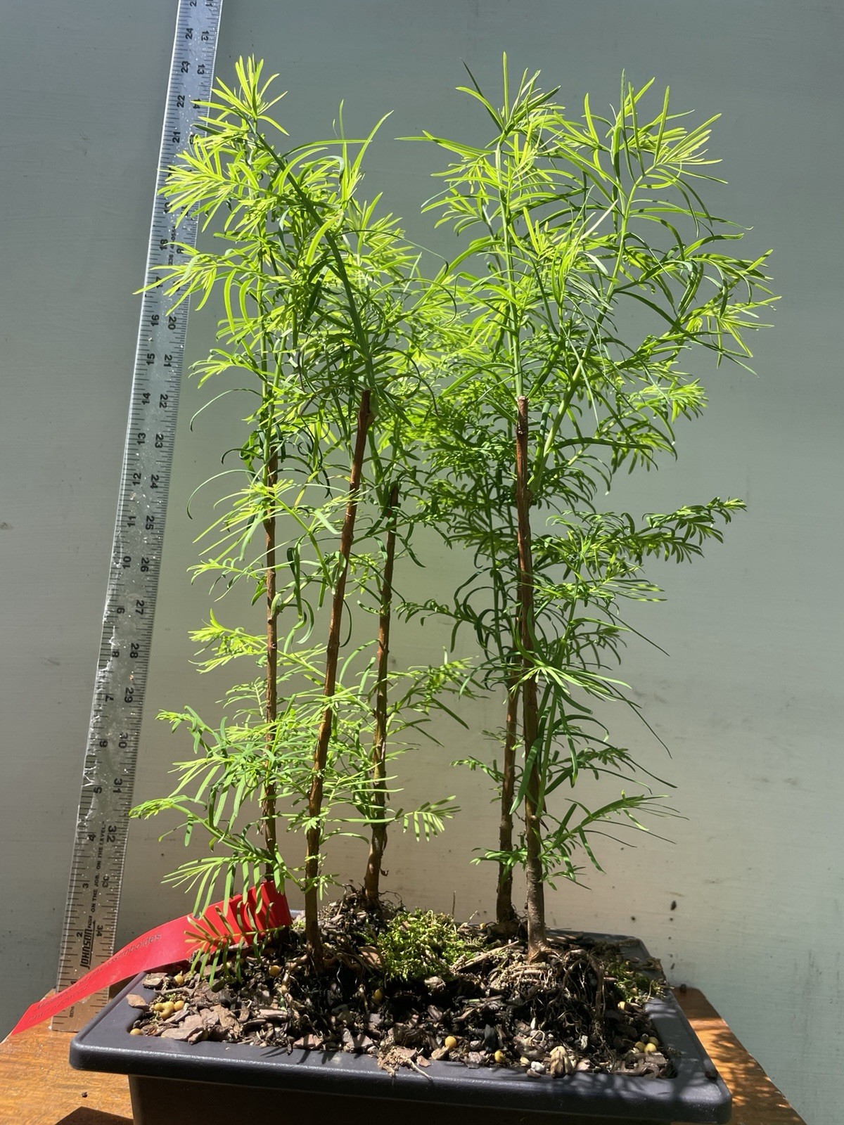5 Dawn Redwood – Bonsai – Forest Planting