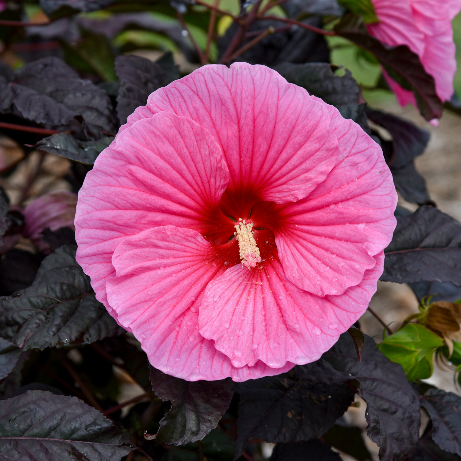 bush hibiscus EDGE OF NIGHT pink dark hardy 2.5″ pot = 1 Live Potted Plant