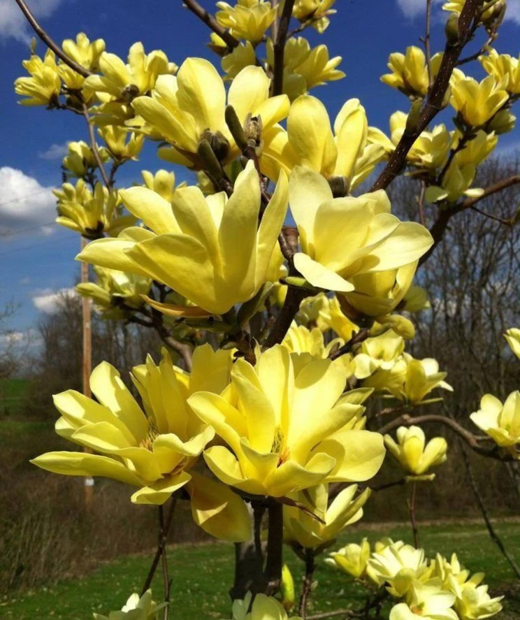 Yellow Bird Magnolia Live Plant – 6-12″ Tall – 3″ Pot – Deciduous Trees