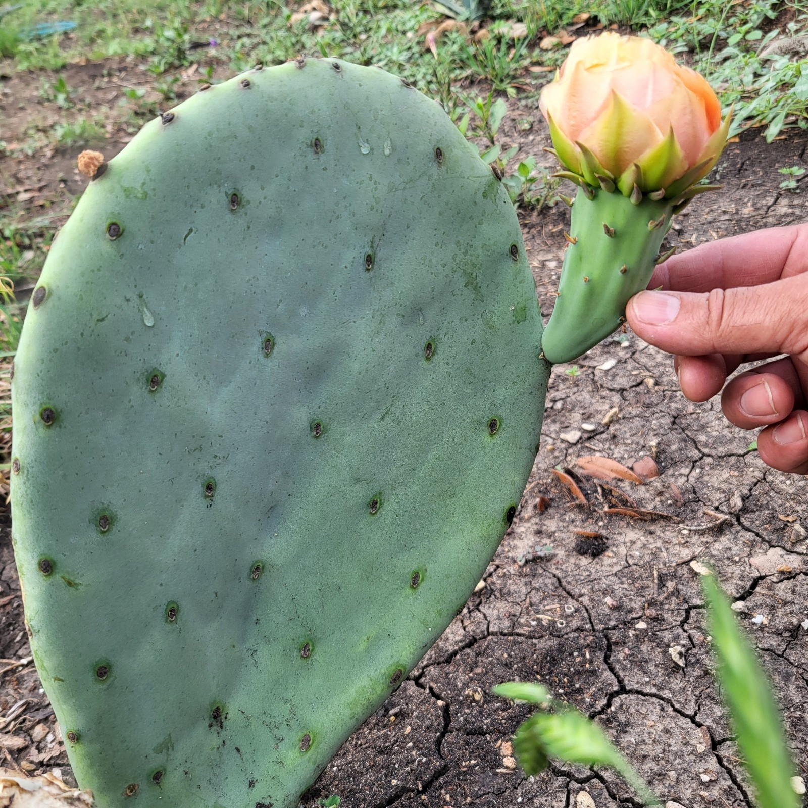 1 Pad Spineless Engelmannii PRICKLY PEAR CACTUS New Mexico ~hardy~ Nice Tunas