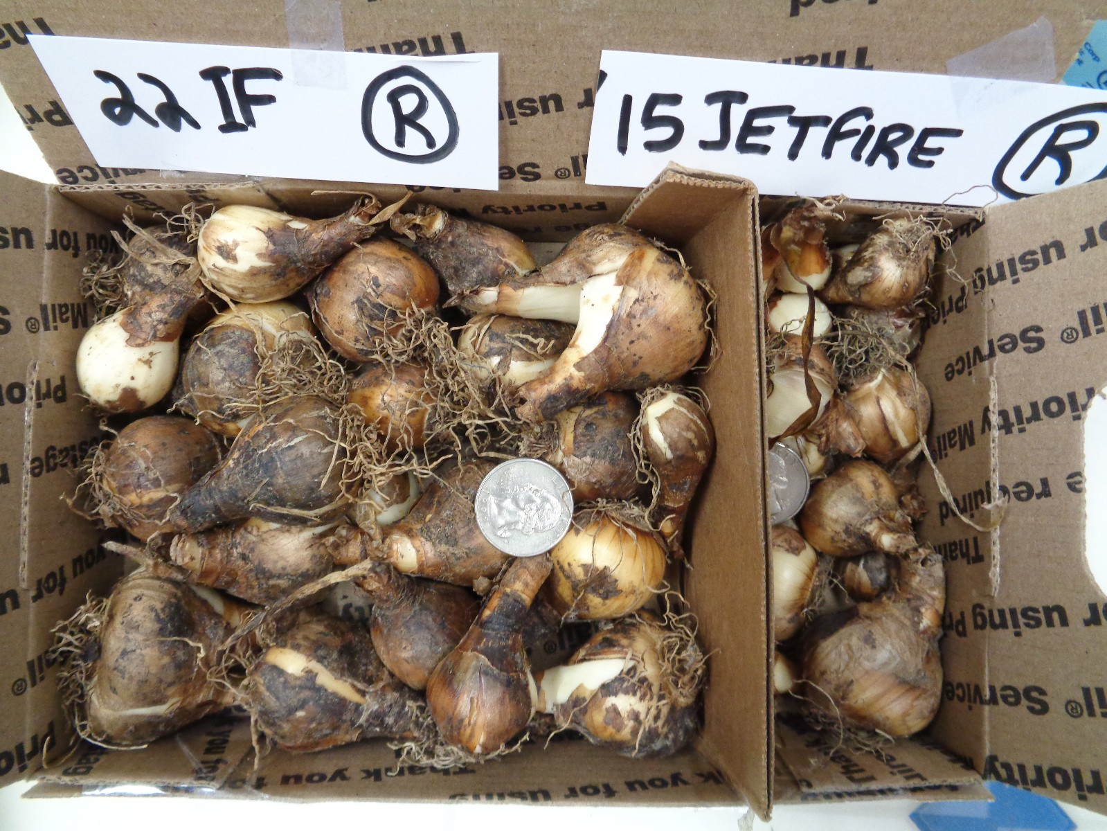 37 DAFFODIL BULBS JETFIRE (miniature) ICE FOLLIES Narcissus FromMyGarden*READ*