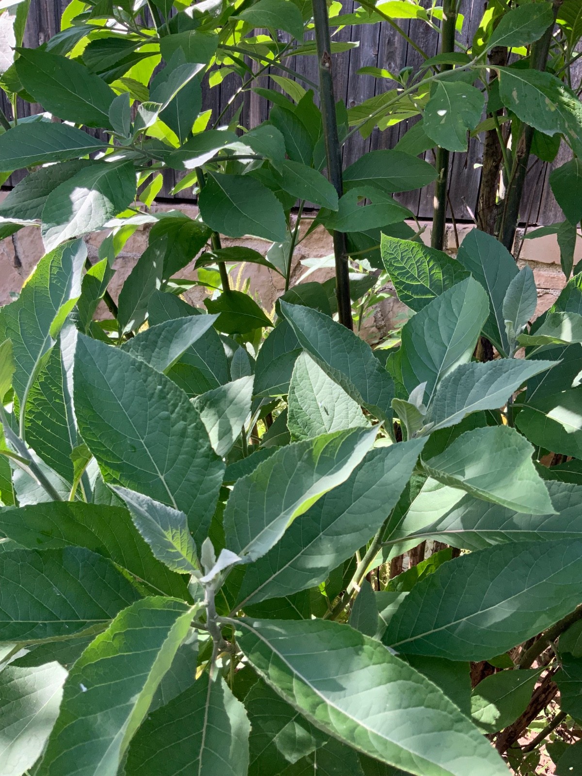 Organic freshly plucked Bitter leaf (Ewuro)