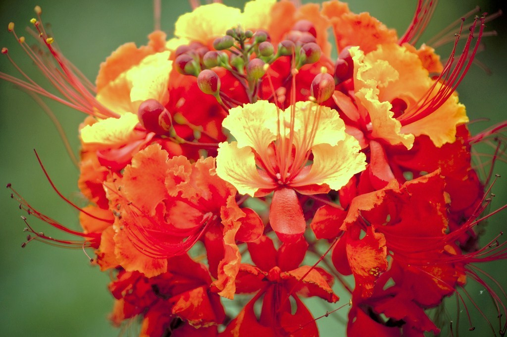 Caesalpinia pulcherrima, flowering Dwarf Poinciana Pride of Barbados – 10 seeds