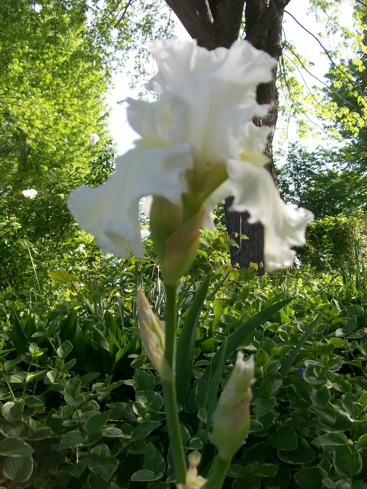 IRIS LIVE PLANTS RHIZONES WITH FLAGS SET OF 3 MIXED COLORS
