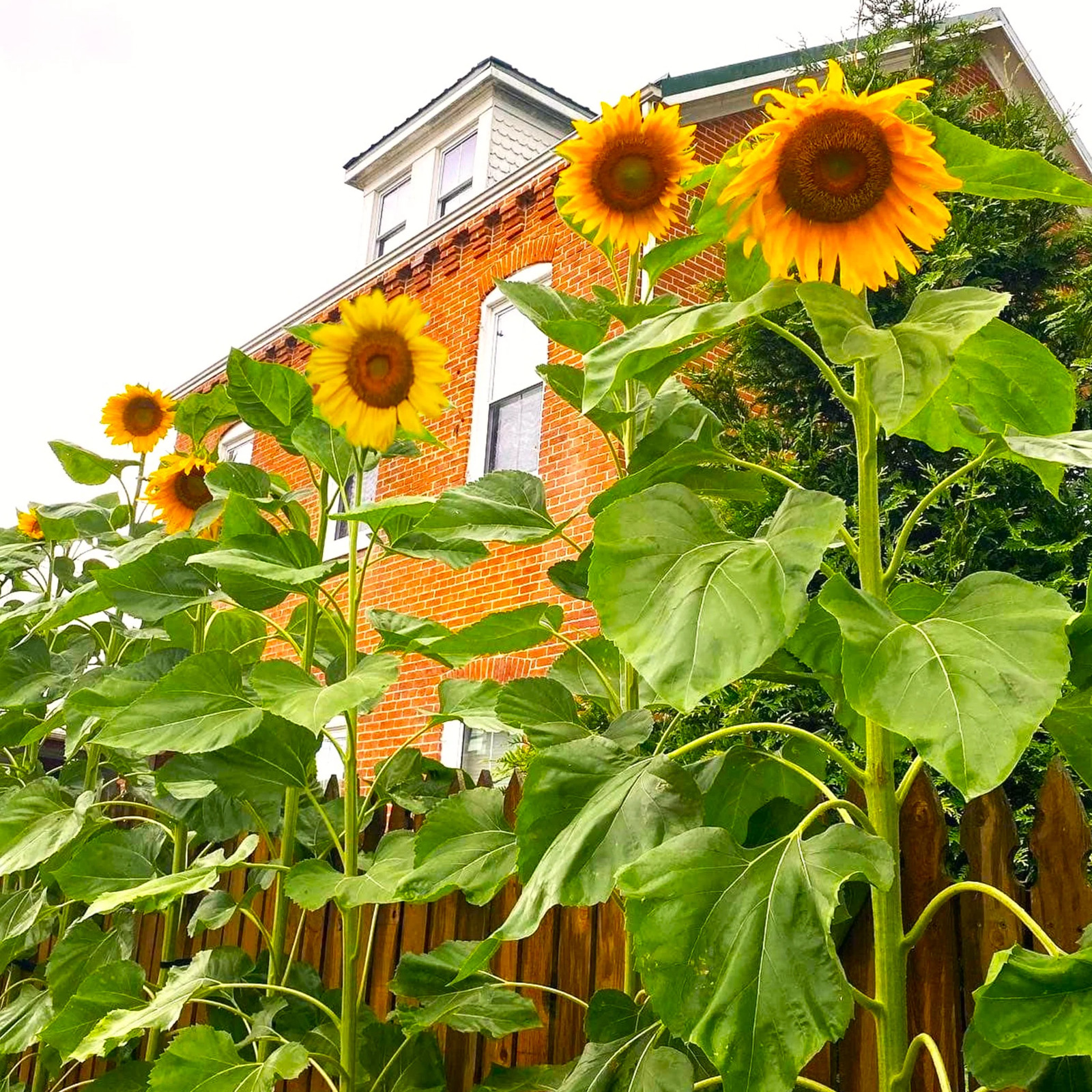 Skyscraper Sunflower (Mongolian Giant) Seeds – For 2026 Planting 12 to 14 Feet