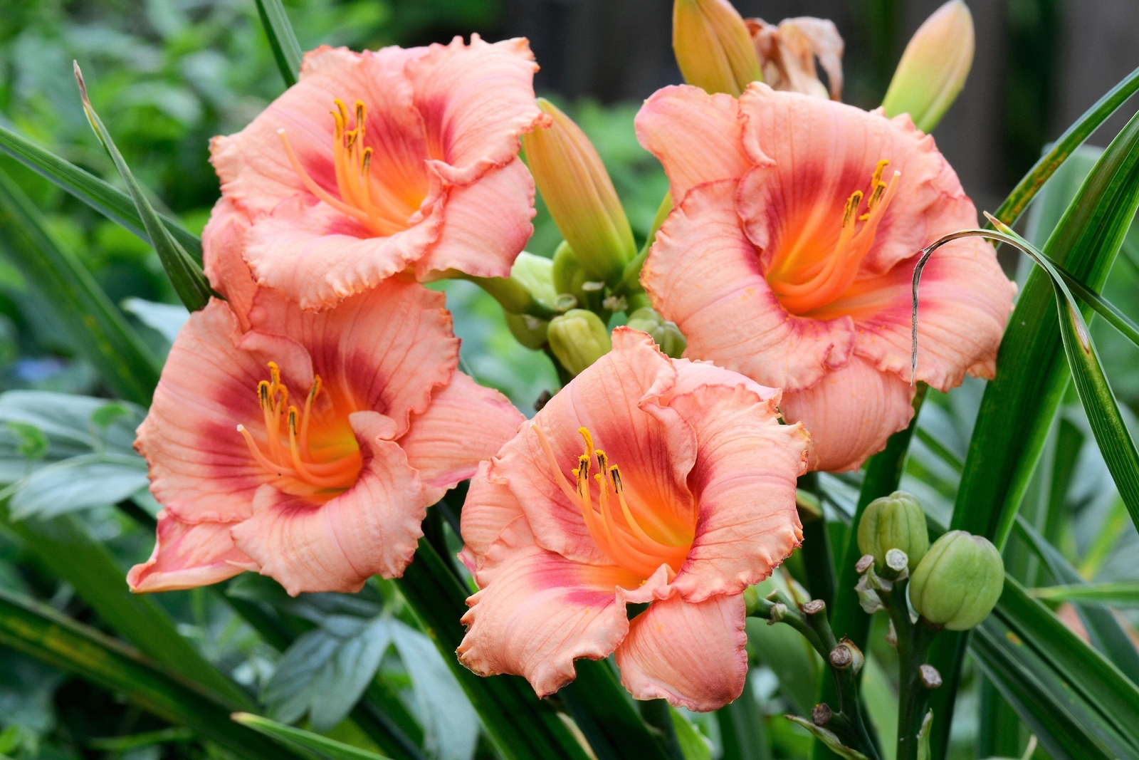 10 MIXED COLORS DAYLILY Hemerocallis Day Lily Fine Mix Red Purple Flower Seeds
