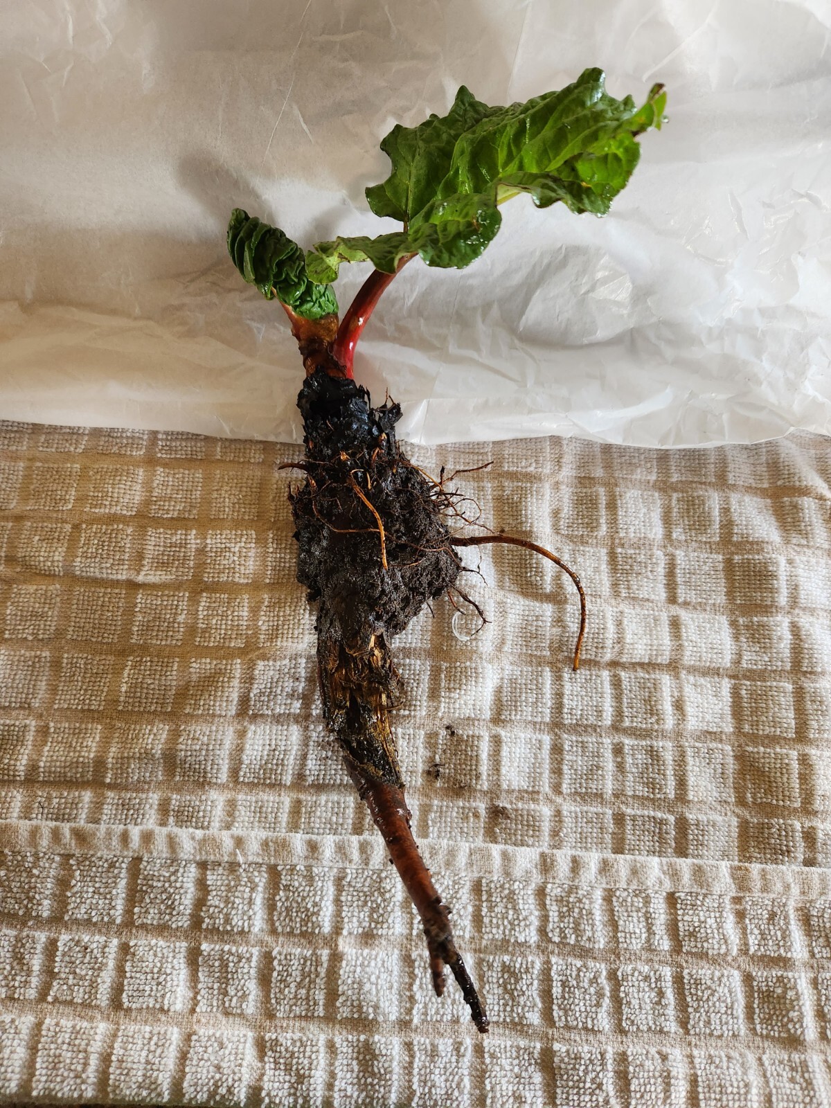Crimson Red Jumbo Rhubarb 1 Plant / Crown Heirloom- Organic-Freshly dug!!!