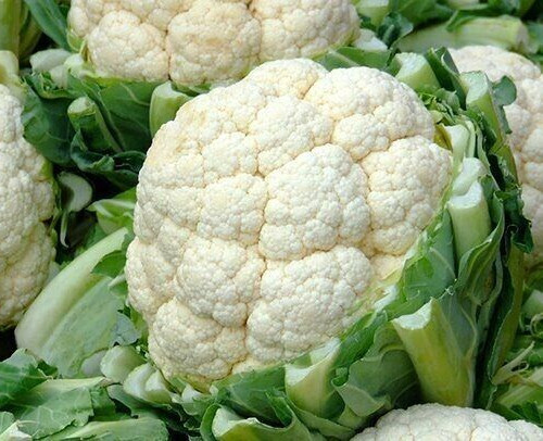 CAULIFLOWER SELF BLANCHE SNOWBALL SEEDS 600+ COOL weather VEGETABLE garden