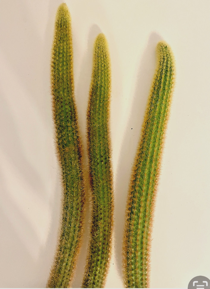 Three of Gold Rat tail cleistocactus plants SUCCULENT Cactus cacti Rare cutting