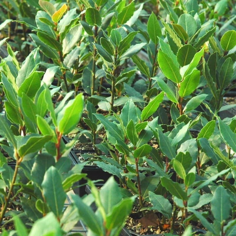 Laurus Nobilis Bay Leaf Tree Plant 5-7 Inches Sweet Bay Laurel
