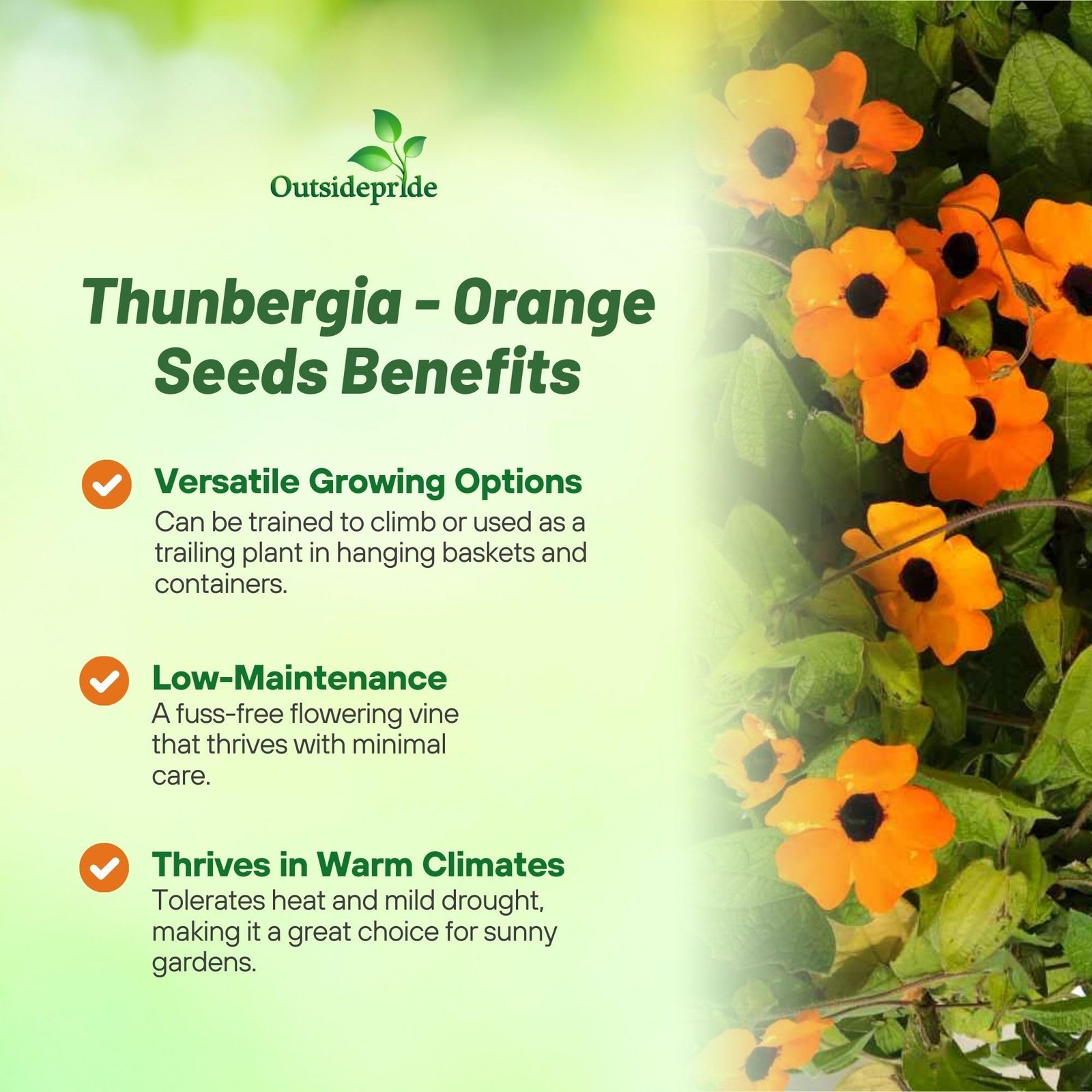 Sunrise Orange Thunbergia Seeds – 100 Pcs Climbing Vine for Low Maintenance