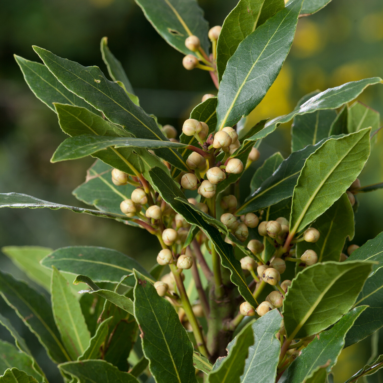 Laurus nobilis BAY LAUREL Seeds!