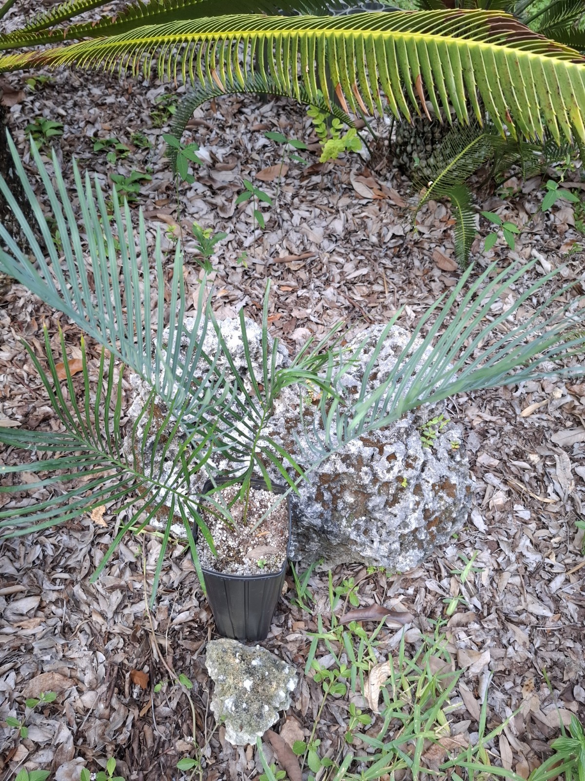 RARE BLUE AUSTRALIAN CYCAD CYCAS CAIRNSIANA