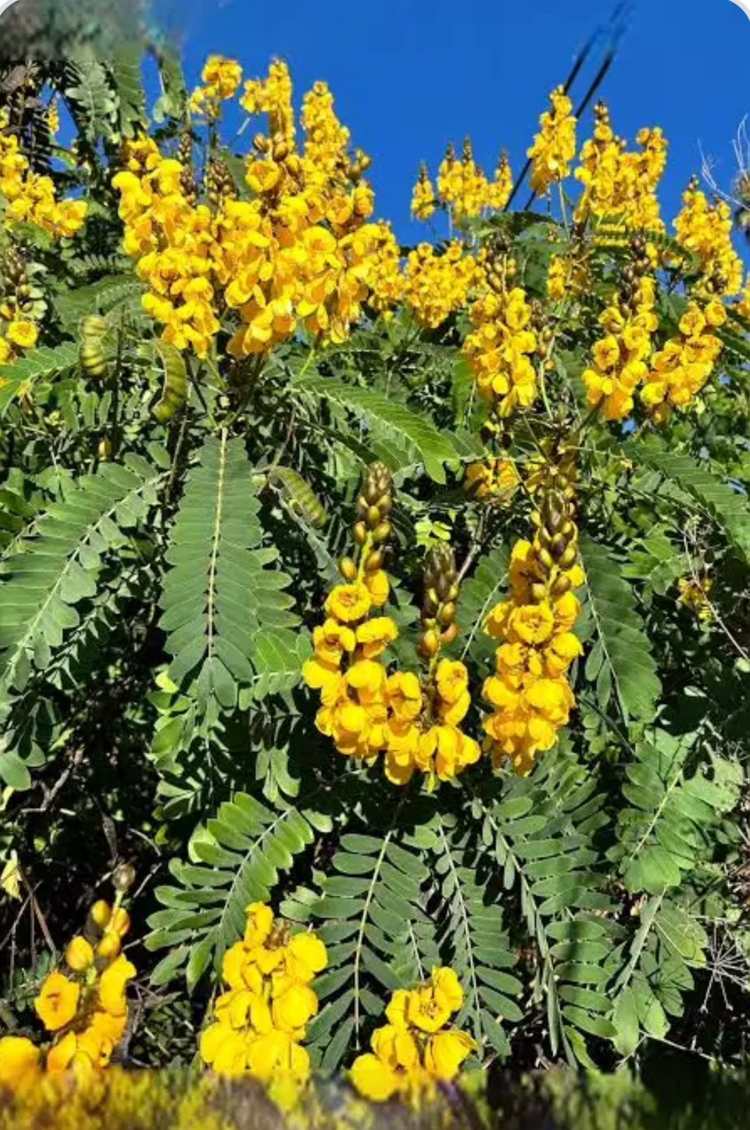 Popcorn Cassia Senna didymotbotrya Plant~Small Starter Plant~SMELLS LIKE POPCORN