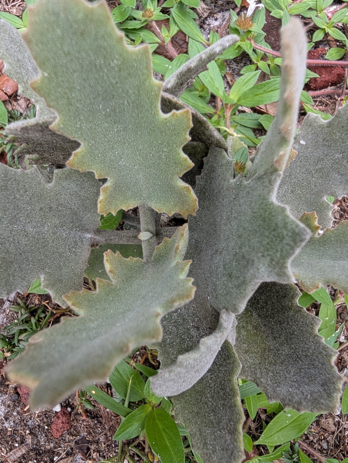 Kalanchoe Plant Bundle Lot Of 3 Different Species Live Rooted Plants Succulents