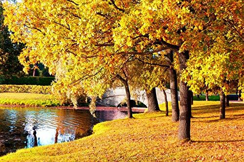Sugar Maple Tree Seeds for Planting – 20+Seeds to Grow – Vibrant Yellow Fall Lea