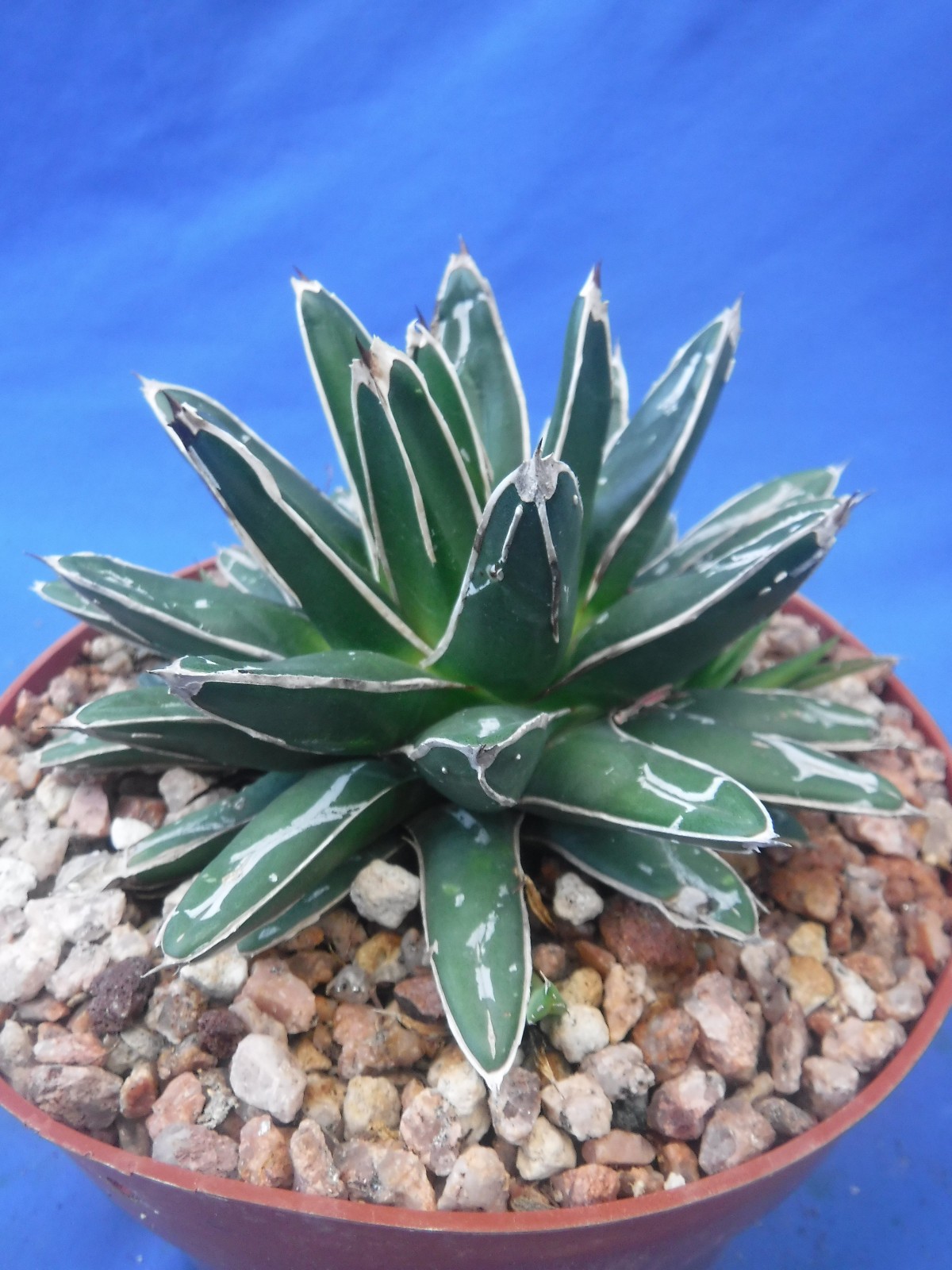 Agave victoria-reginae compacta Queen Victoria Agave 5″ Wide + 4 PUPS! I5