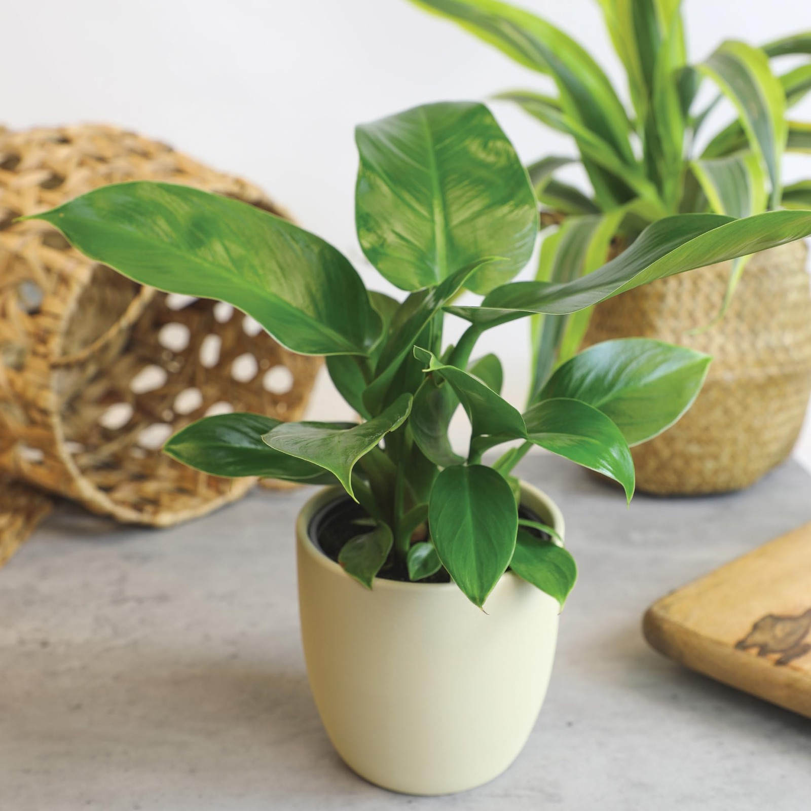 Essential Houseplant Collection (3PK), Easy Plant Varieties, Air Purifying Pa…