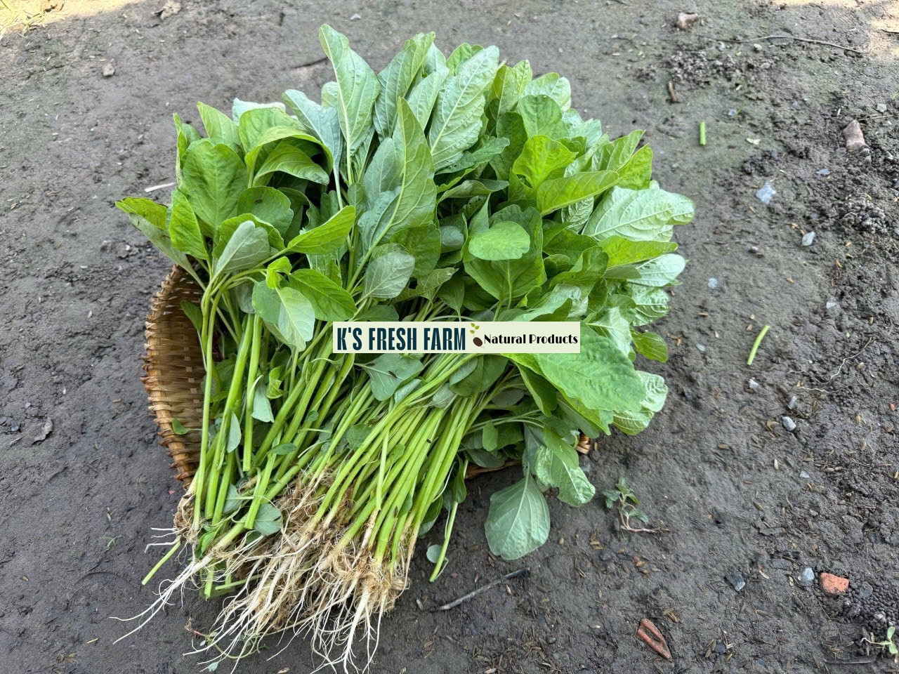 Red/Green/Garnet/Rice Spinach Amaranth Seeds-Hạt Giống Rau Dền Đỏ/Xanh/BaMàu/Cơm