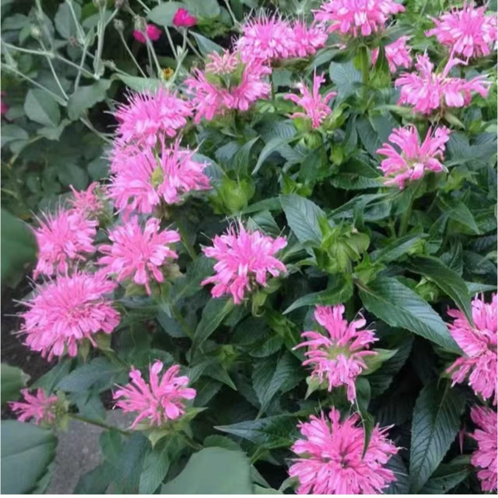 1000 Pink Bee Balm Seeds Monarda – Perennial Flower for Pollinators Zones 4–9
