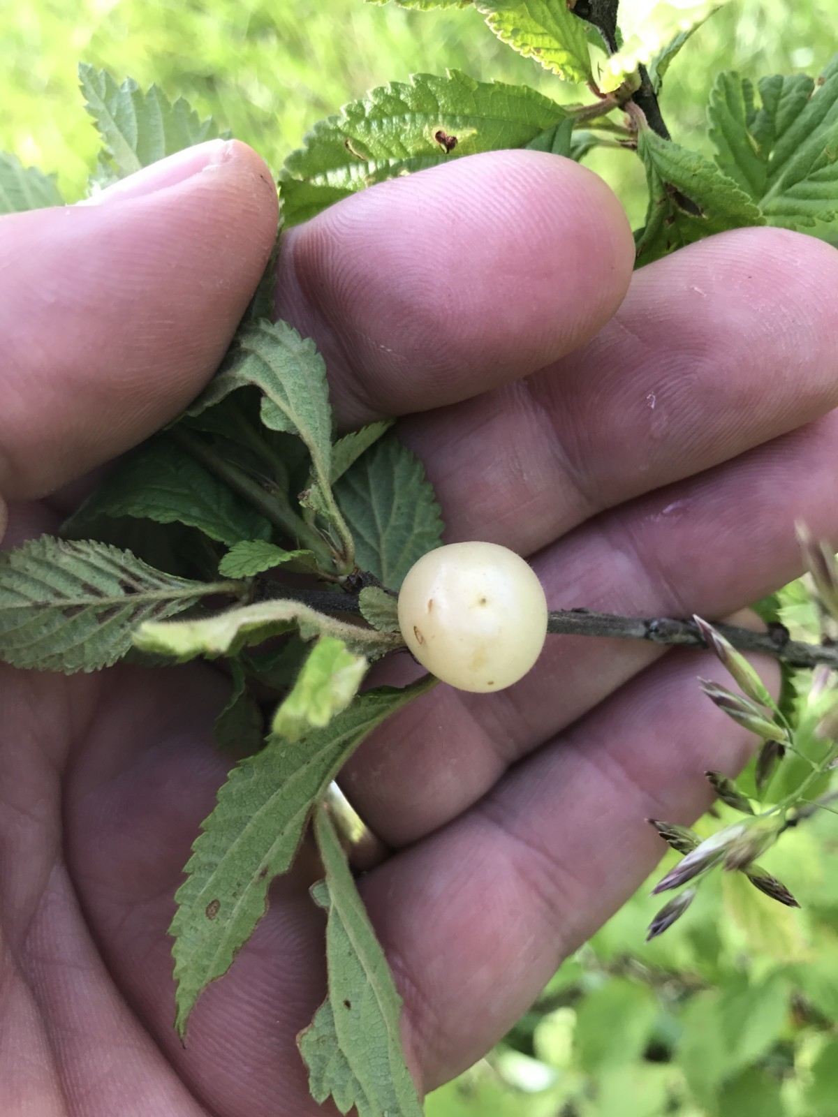 1 Nanking White sweet bush cherry plant. Zones 2-7. Not self. IAN, JULES or GABE
