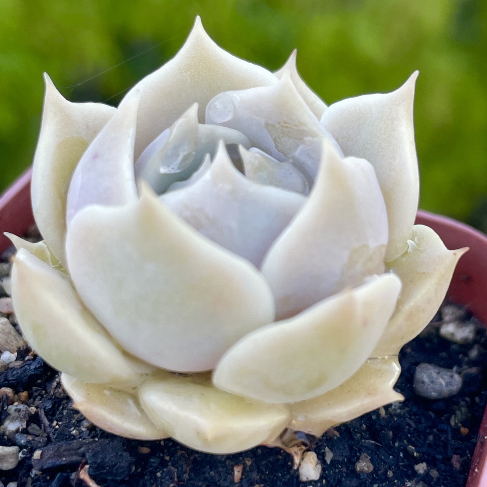 Rare Echeveria Lola Succulent Rooted Live Plant 1-2 Inch Home Decor Gift