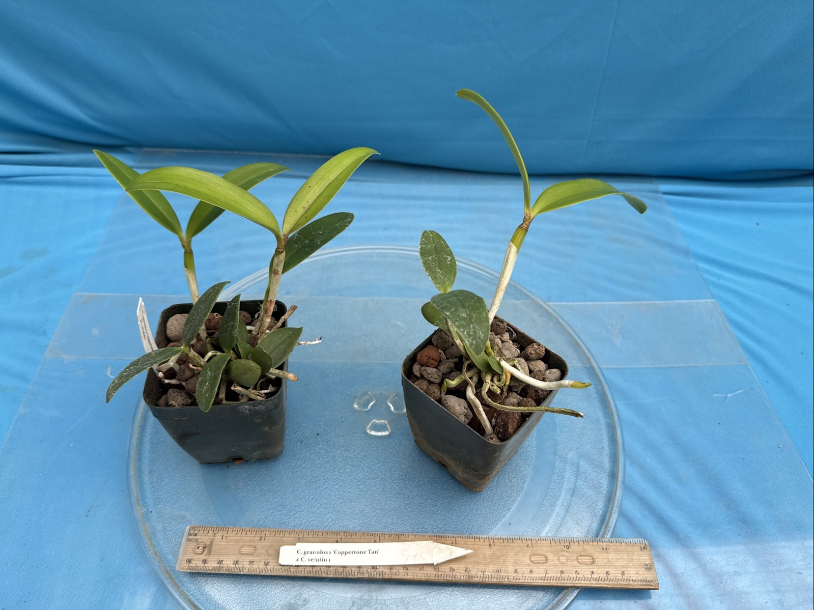Cattleya granulosa ‘Coppertone Tan’ X velutina Spotty Orchid Eros Hybrid 4” Pot