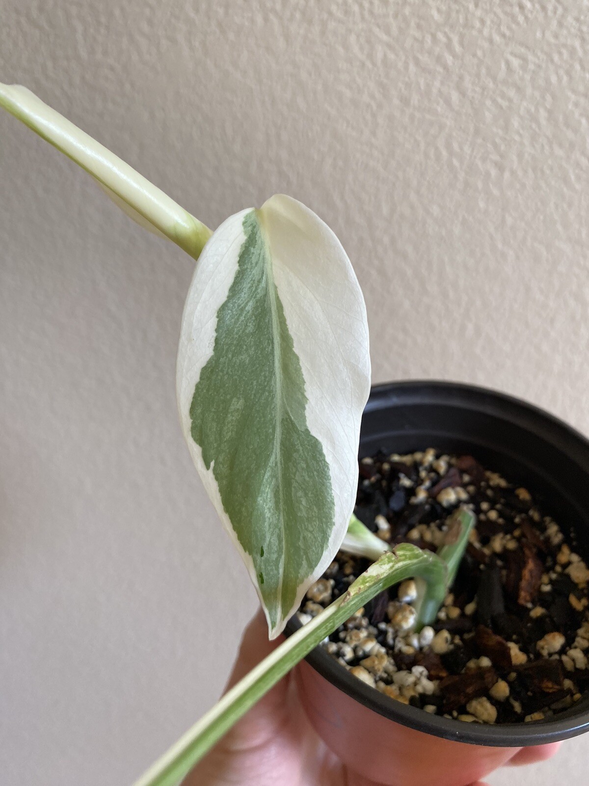 Variegated Monstera Albo Borsigiana – See Description – Available: A, B, D, E