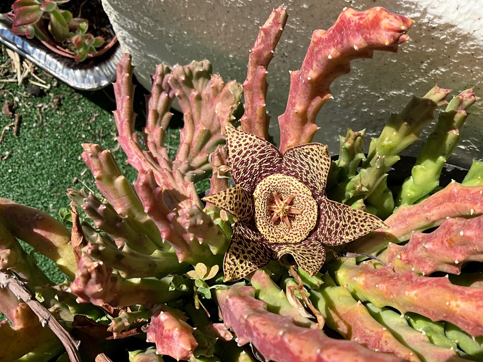 5 cuttings of STAPELIA VARIEGATED STAR Fish