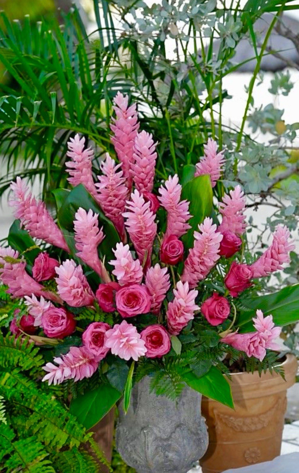 Hawaiian Hot Pink Ginger-Alpinia Purpurata- SMALL ROOTED STARTER Plant