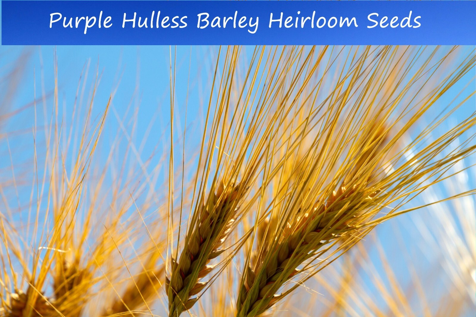 Barley Grain Seeds -Purple Hulless Barley- 100 Seeds-Ancient Cereal Grain