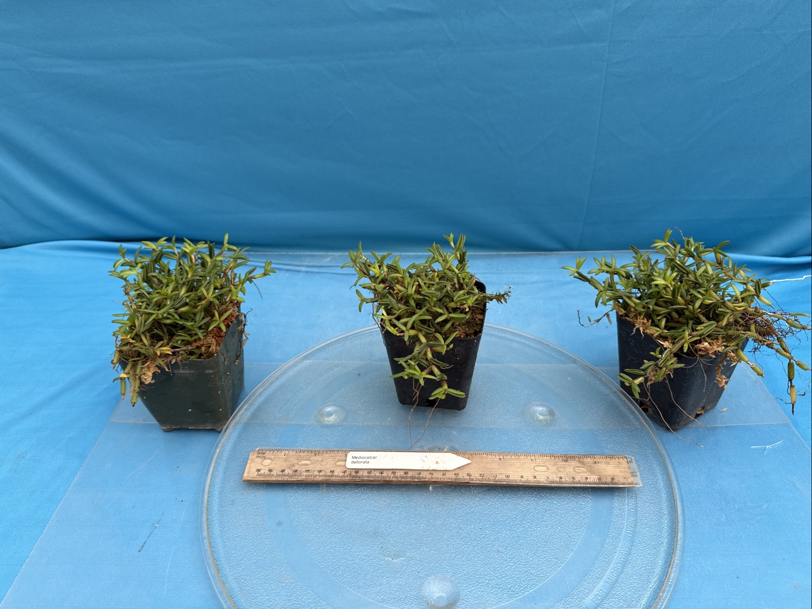Mediocalcar decorata Orange Yellow Prolific Bloomer BS Orchid Species 4” Pot