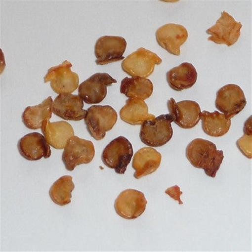Worlds Hottest Carolina Reaper Pepper Seeds [10 Seeds] Rare HP22BNH 2.2mil SHU