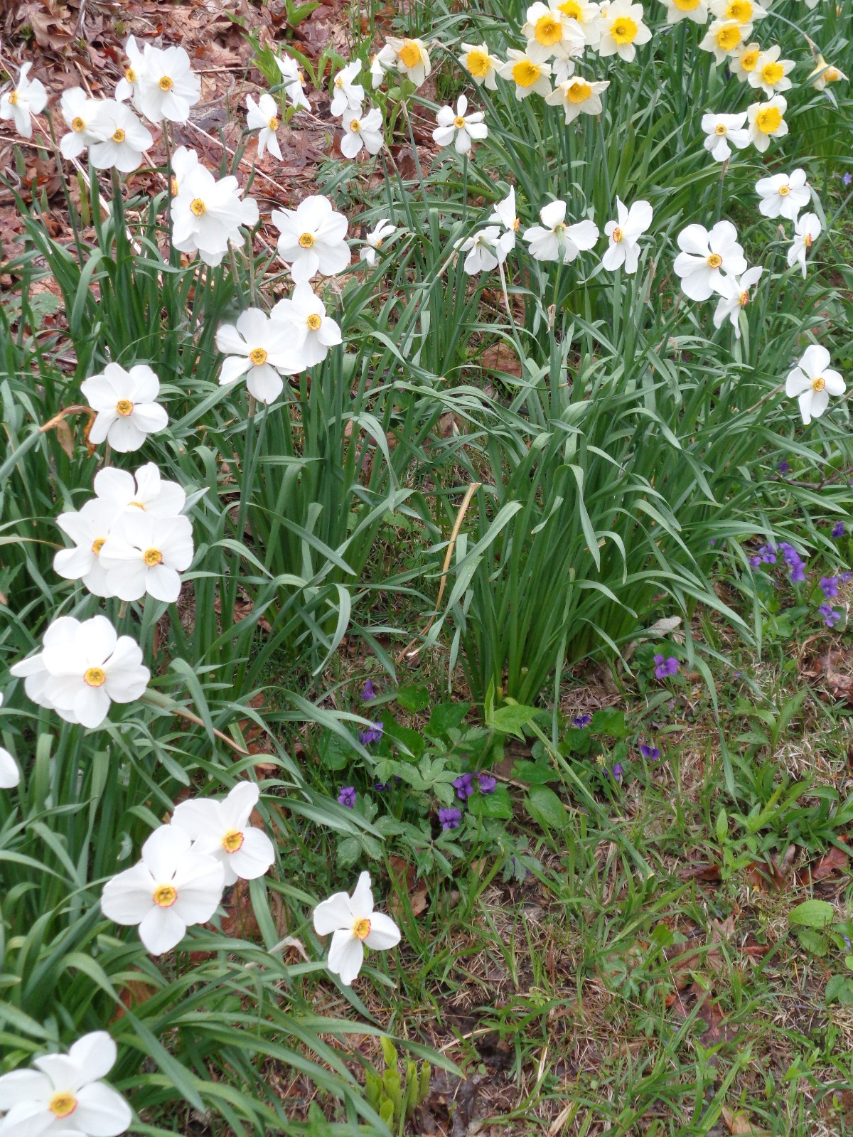 15 DAFFODIL BULBS ACTAEA ( POETICUS ) Narcissus Jonquils FromMyGarden*PlsREAD