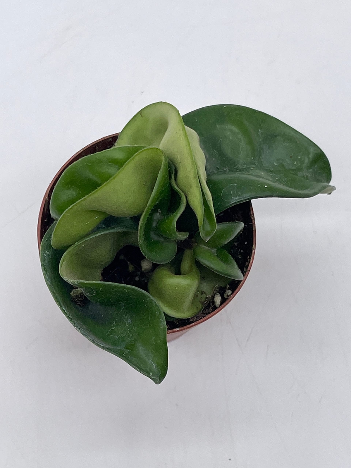 Hoya Hindu Rope, Carnosa Compacta, in a 2 inch Pot, Live Tiny Mini Pixie Plant